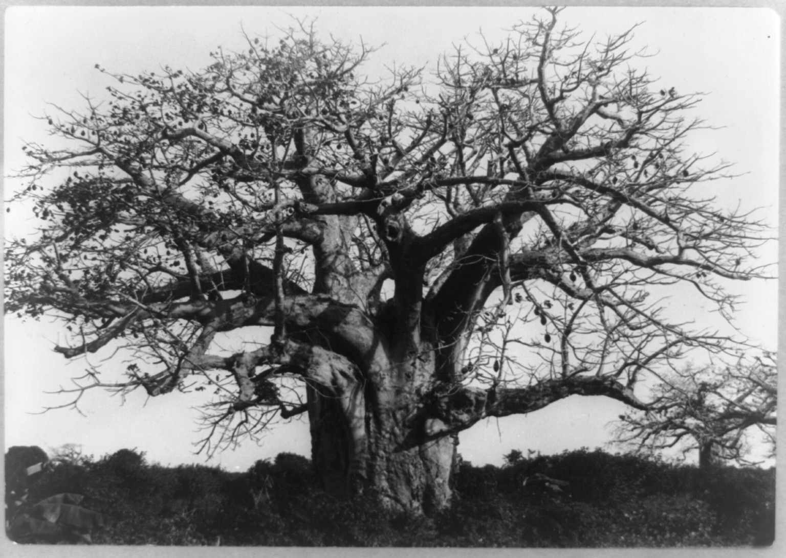 The Tree of Forgetfulness: A West African Ritual of the Transatlantic Slave Trade